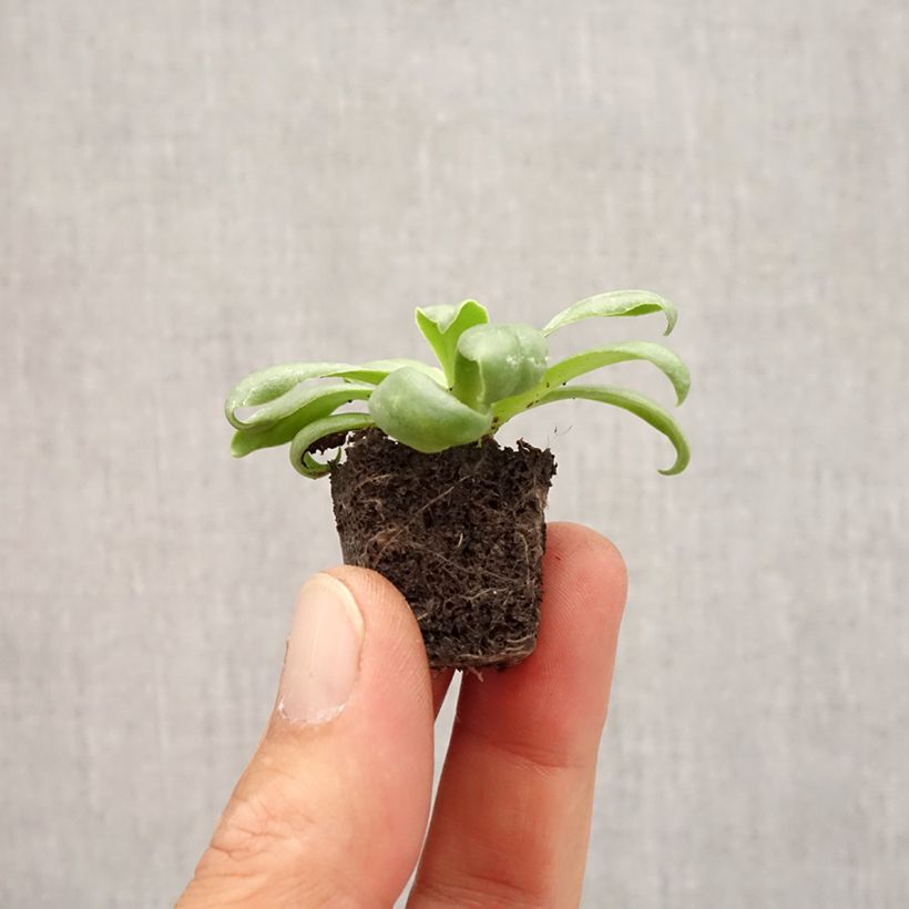 Exemplar von Lewisia cotyledon Elise White - Bitterwurz Mini-Plug Ø 1,5/2,5 cm wie im Herbst geliefert