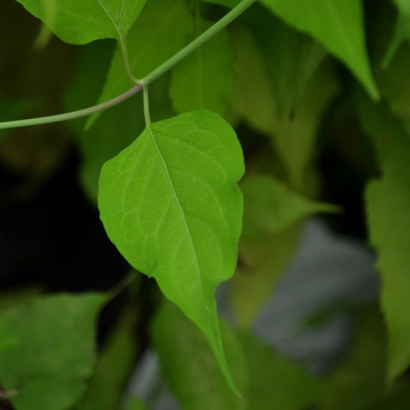 Leycesteria formosa Golden Lanterns - Buntdachblume (Laub)