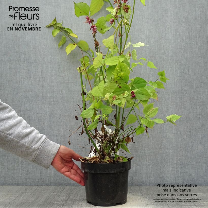 Exemplar von Leycesteria formosa Little Lanterns - Arbre aux faisans - Pot de 3L/4L wie im Herbst geliefert