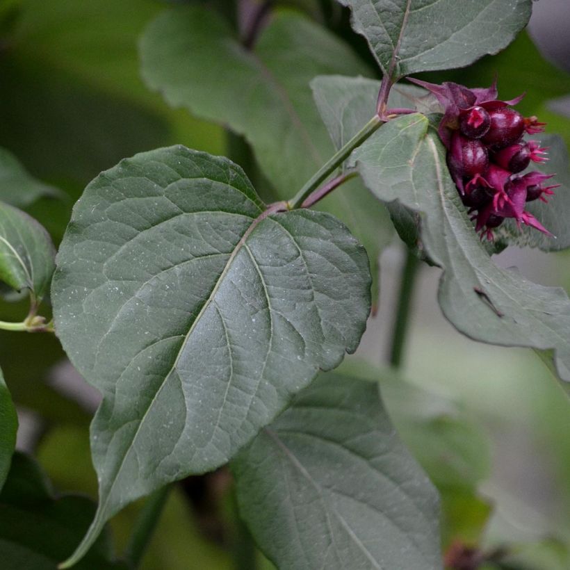 Leycesteria formosa Purple Rain - Buntdachblume (Laub)