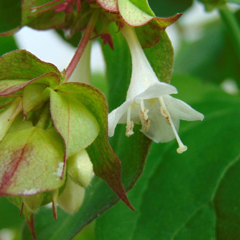 Leycesteria formosa Purple Rain - Buntdachblume (Blüte)