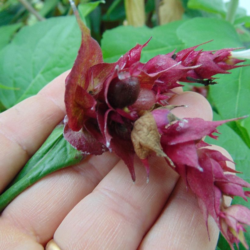 Leycesteria formosa Purple Rain - Buntdachblume (Ernte)