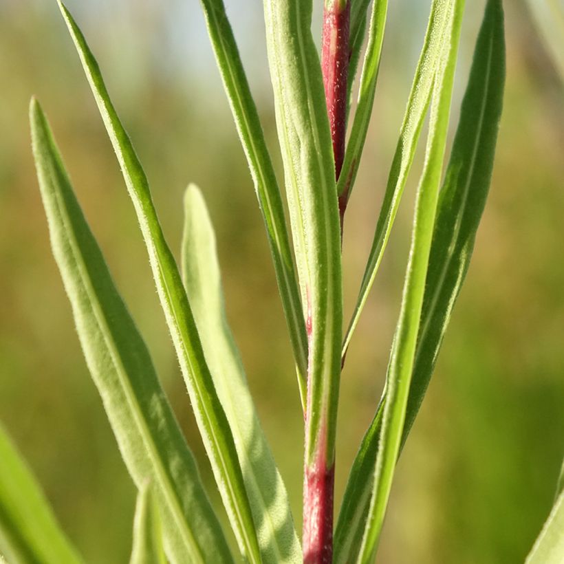 Liatris ligulistylis - Prachtscharte (Laub)