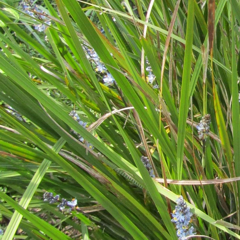 Libertia sessiliflora Caerulescens (Laub)