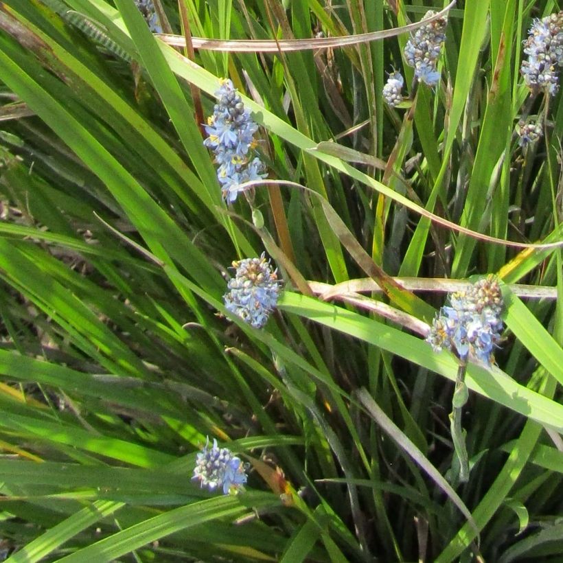 Libertia sessiliflora Caerulescens (Blüte)