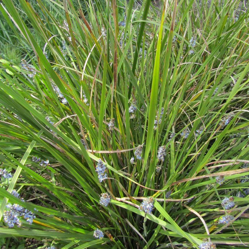 Libertia sessiliflora Caerulescens (Hafen)