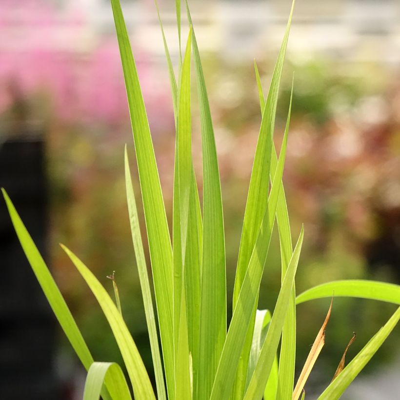 Libertia formosa (Laub)