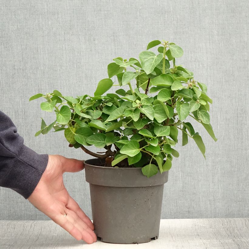 Exemplar von Lierre arbustif - Hedera helix Arbori Compact Pot de 2L/3L wie im Sommer geliefert