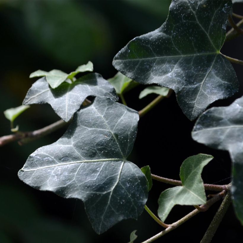 Gemeiner Efeu - Hedera helix (Laub)