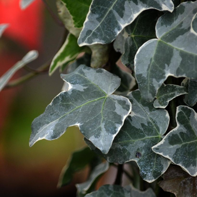 Weißbunter Efeu Glacier - Hedera helix (Laub)