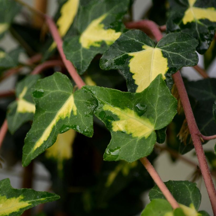 Goldlaubiger Efeu Goldheart - Hedera helix (Laub)