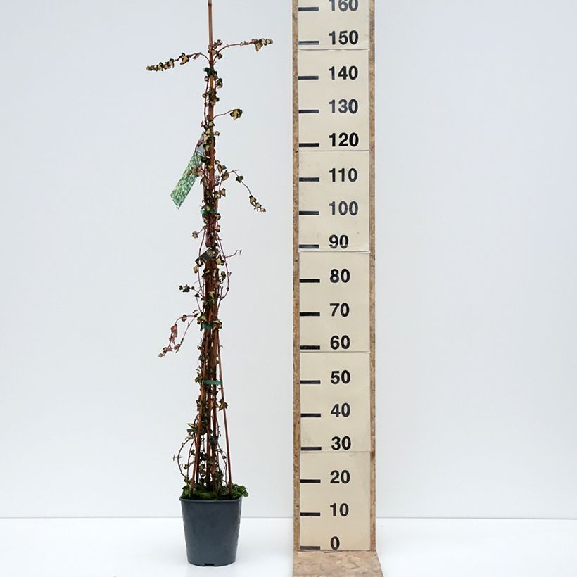 Exemplar von Goldlaubiger Efeu Goldheart - Hedera helix Topf mit 4L/5LGelieferte Höhe ca. 100/150cm wie im Winter geliefert