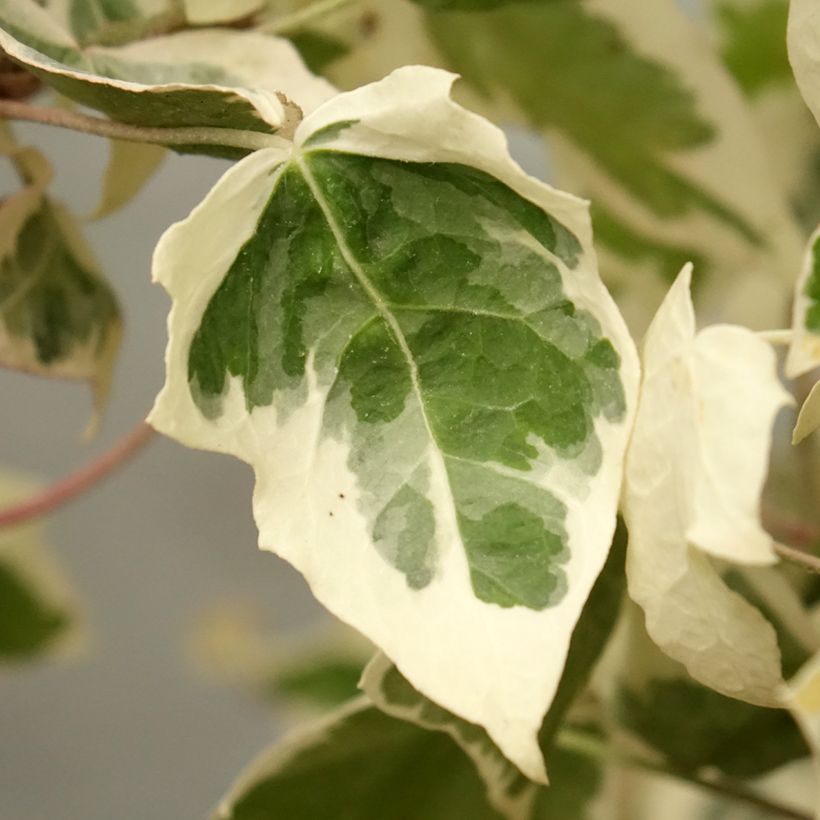 Weißbunter Efeu Little diamond - Hedera helix (Laub)