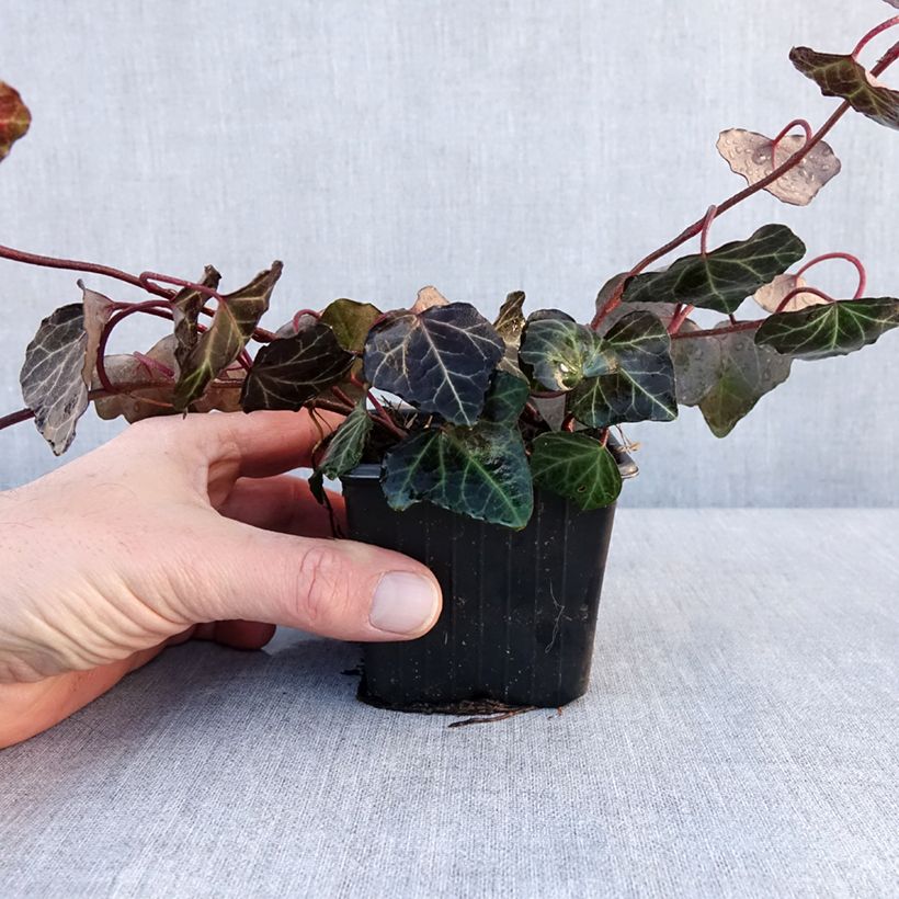 Exemplar von Efeu Woerner - Hedera helix Kleine Töpfe von 8/9 cm wie im Winter geliefert