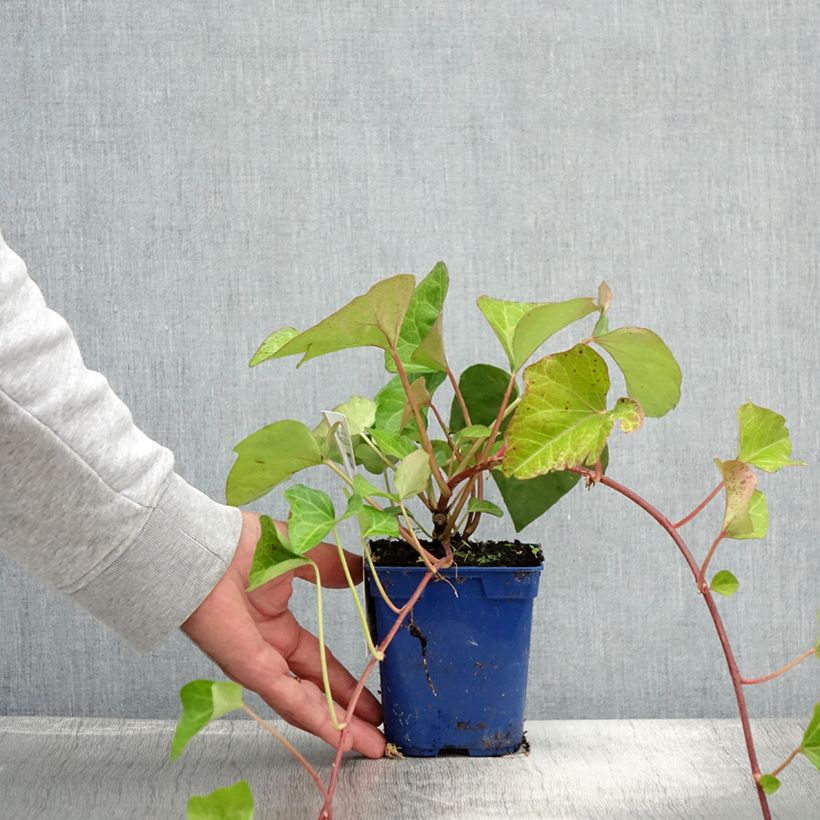 Exemplar von Lierre couvre-sol - Hedera algeriensis Bellecour - Pot de 1L/1,5L wie im Sommer geliefert