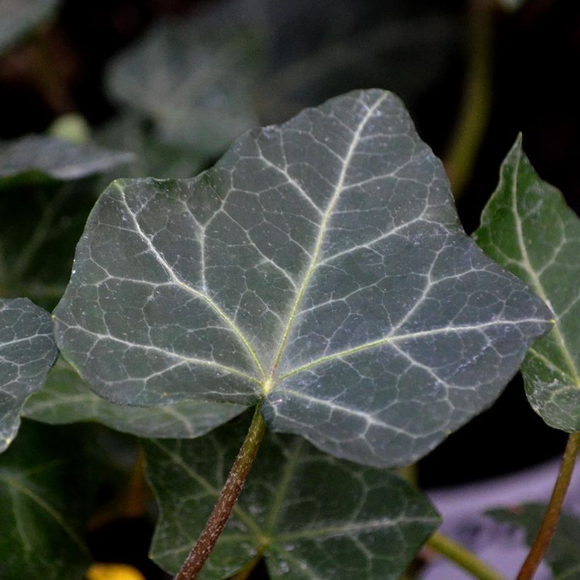 Hedera hibernica - Irischer Efeu (Laub)