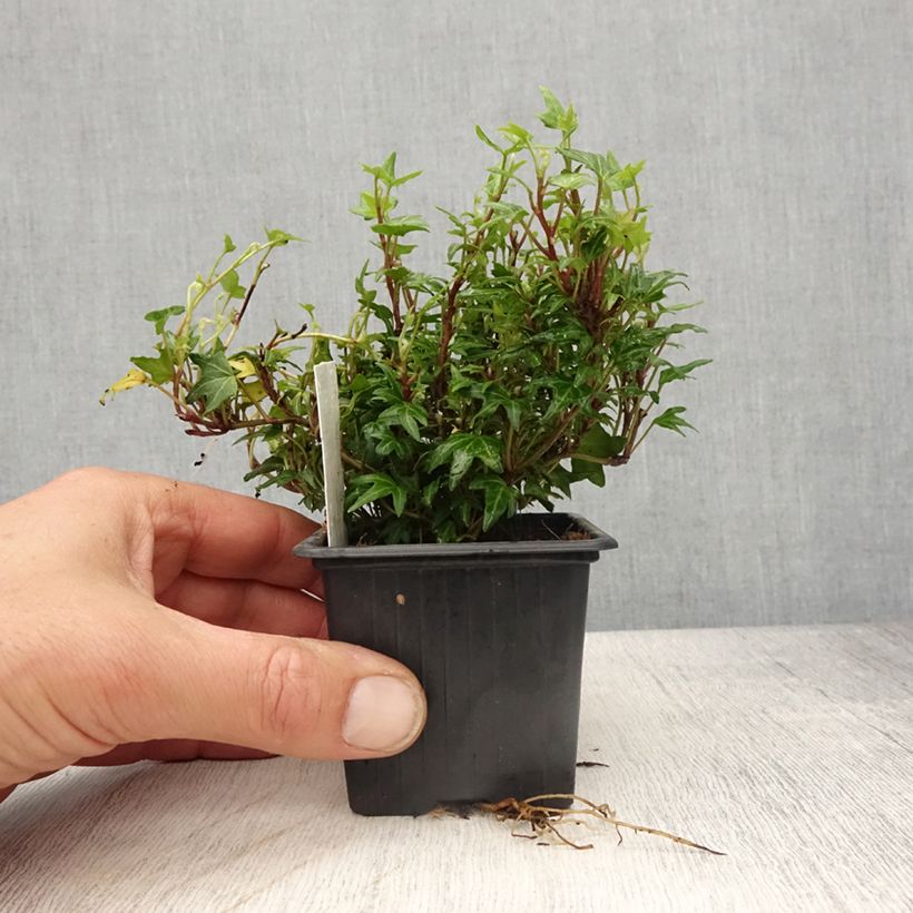 Exemplar von Lierre d'ornement - Hedera helix Dyinnii - Godet de 8/9 cm wie im Frühjahr geliefert