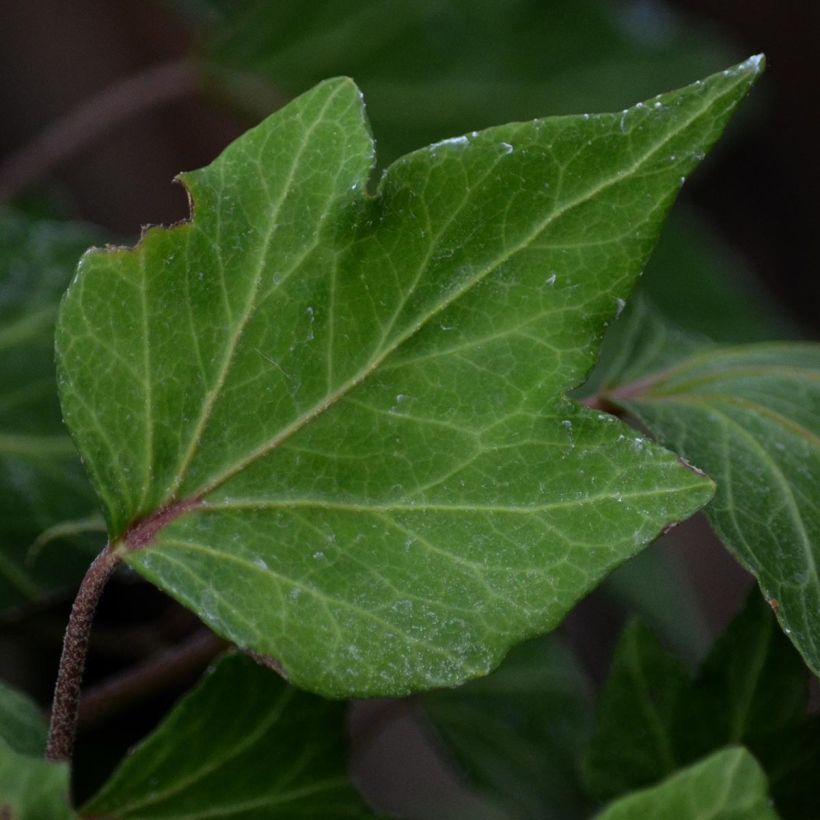 Gezacktblättriger Efeu Green Ripple - Hedera helix (Laub)