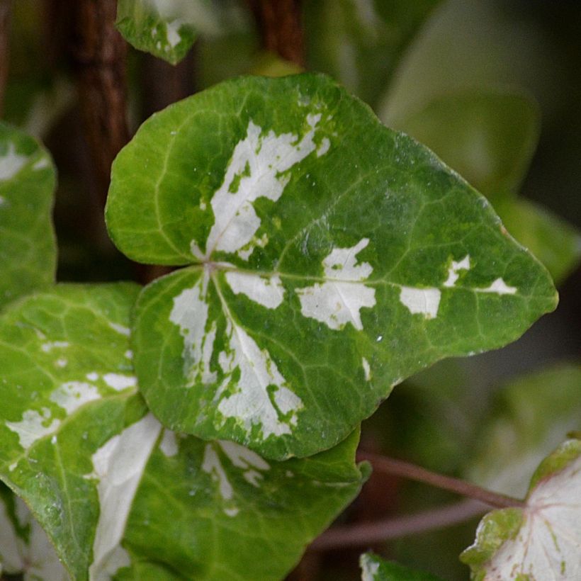 Efeu Kolibri - Hedera helix (Laub)