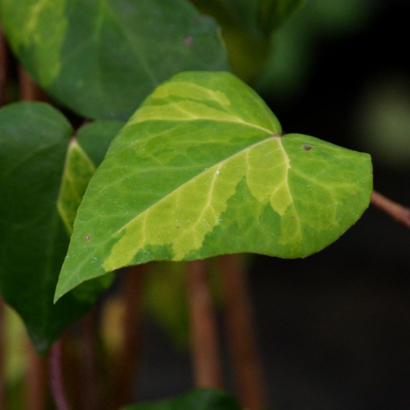 Hedera colchica Sulphur Heart - Kaukasus Efeu (Laub)