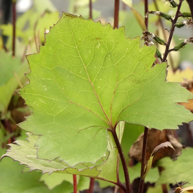 Ligularia stenocephala Little Rocket - Kerzen-Goldkolben (Laub)