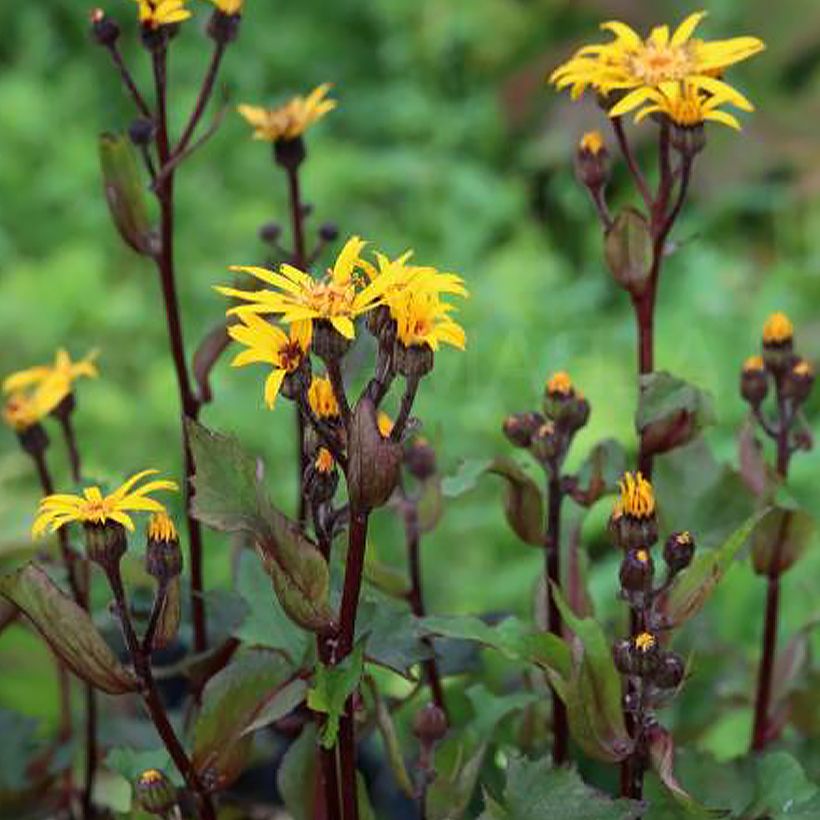 Ligularia dentata Little Golden Ray - Strauß-Goldkolben (Hafen)