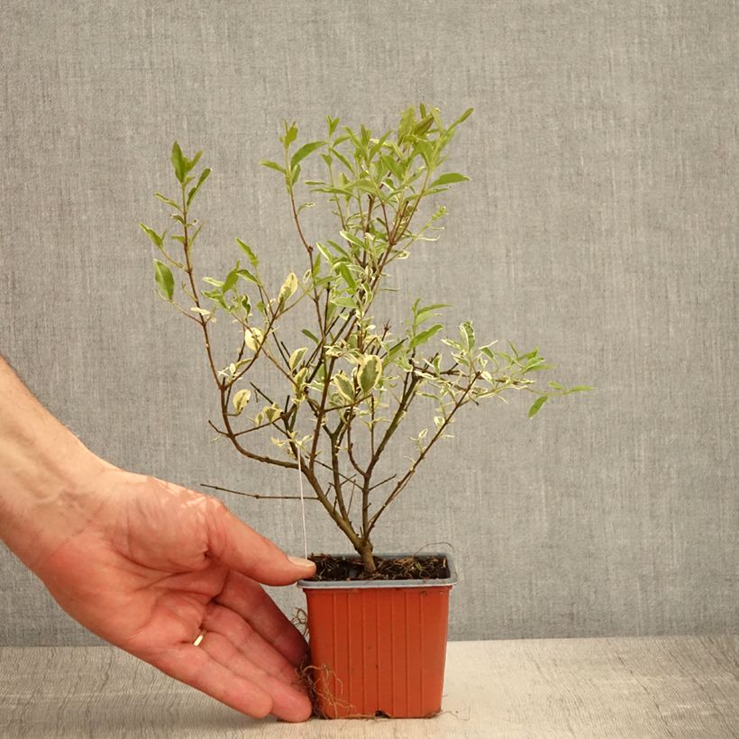 Exemplar von Liguster Musli - Ligustrum ibota Kleine Töpfe von 8/9 cm wie im Frühjahr geliefert