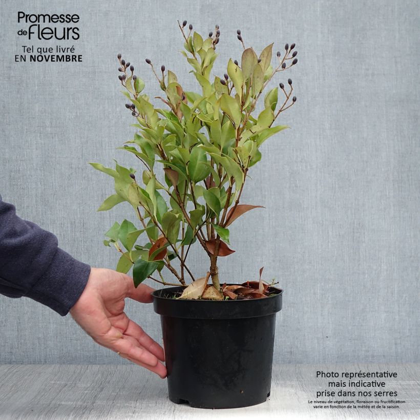 Exemplar von Japanischer Liguster Green Century - Ligustrum japonicum wie im Herbst geliefert