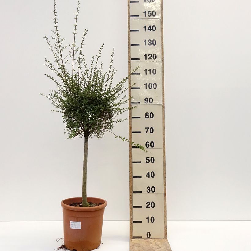 Exemplar von Liguster - Ligustrum jonandrum Topf mit 12L/15LGelieferte Höhe ca. 70/+cm wie im Winter geliefert