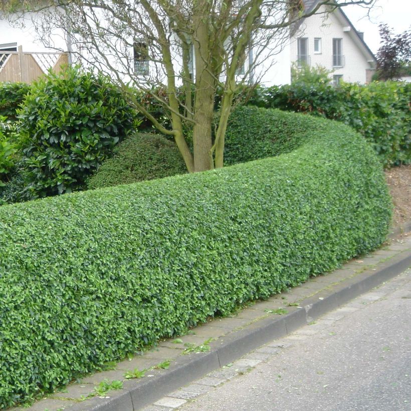 Ovalblättriger Liguster - Ligustrum ovalifolium (Hafen)