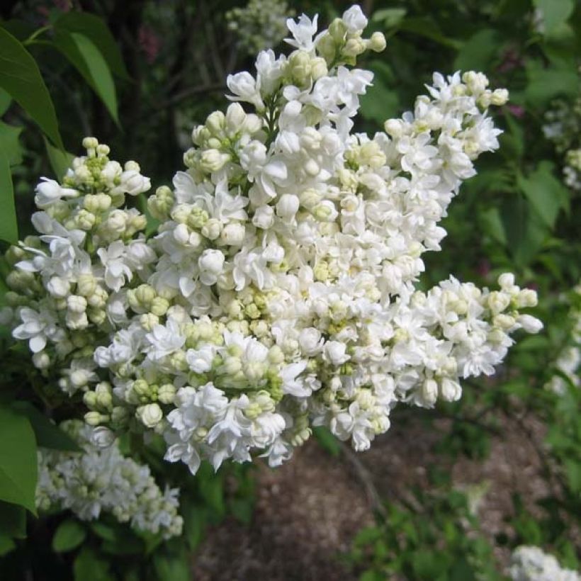 Edelflieder Madame Lemoine - Syringa vulgaris (Blüte)