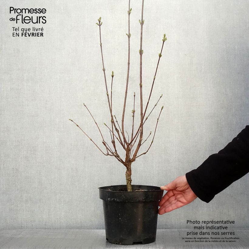 Exemplar von Lilas à feuilles pennées - Syringa pinnatifolia Pot de 4L/5L wie im Winter geliefert