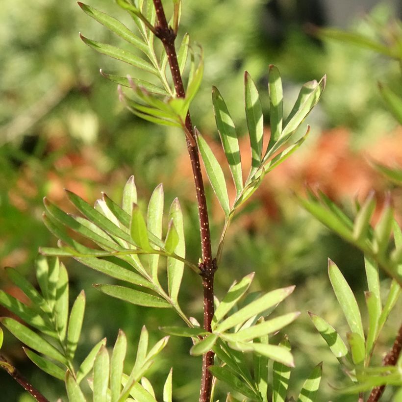 Afghanischer Flieder - Syringa afghanica (Laub)