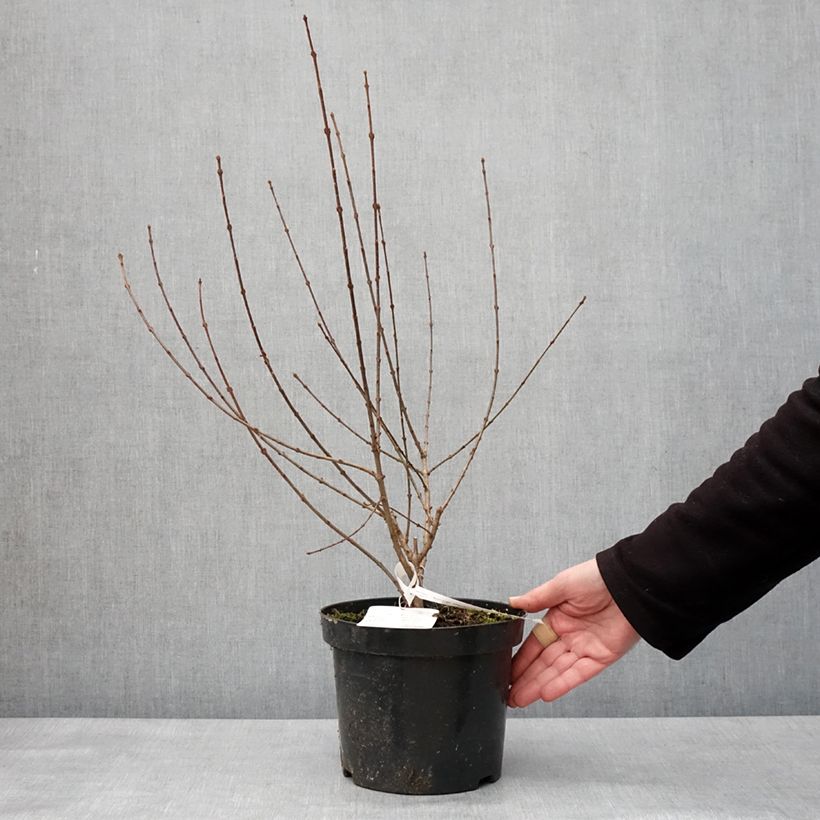 Exemplar von Afghanischer Flieder - Syringa afghanica Topf mit 4L/5LGelieferte Höhe ca. 40/50cm wie im Winter geliefert