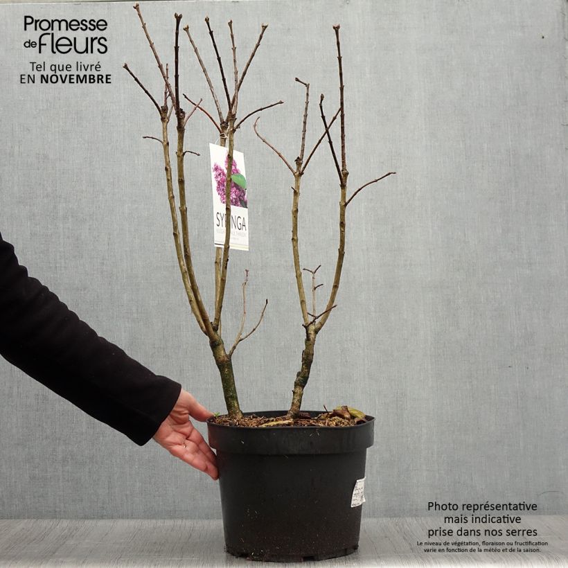 Exemplar von Lilas commun - Syringa vulgaris Paul Thirion Pot de 7,5L/10L wie im Herbst geliefert