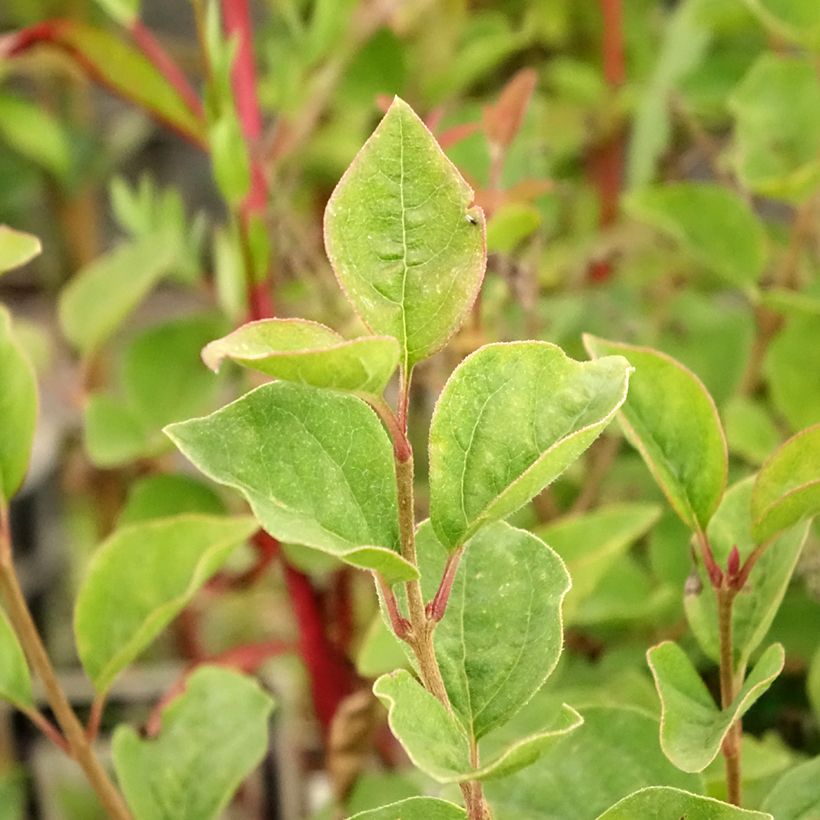 Zwerg-Duftflieder Josée - Syringa velutina (Laub)