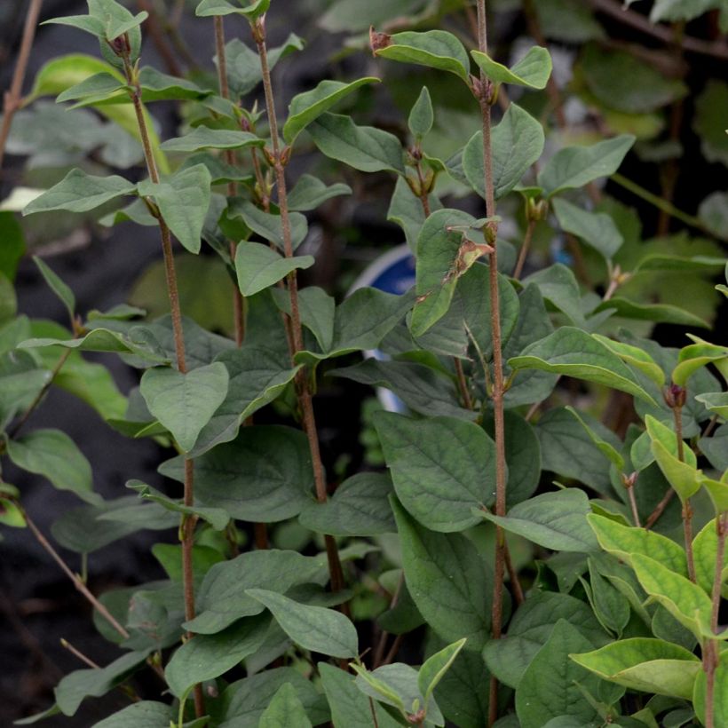 Zwerg-Flieder Superba - Syringa microphylla (Laub)