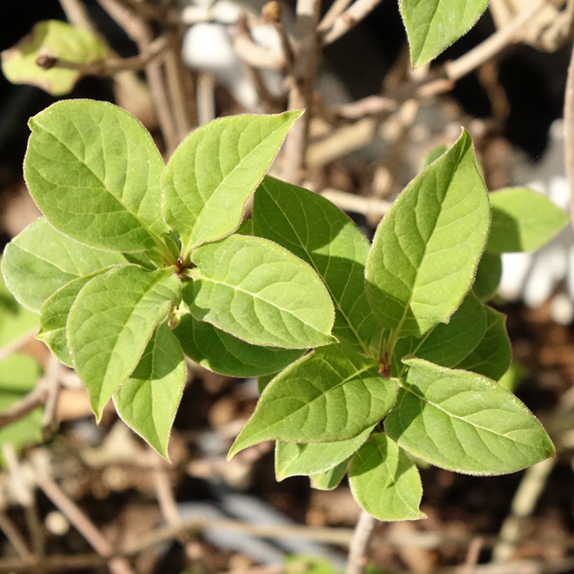 Ungarischer Flieder - Syringa josikae (Laub)