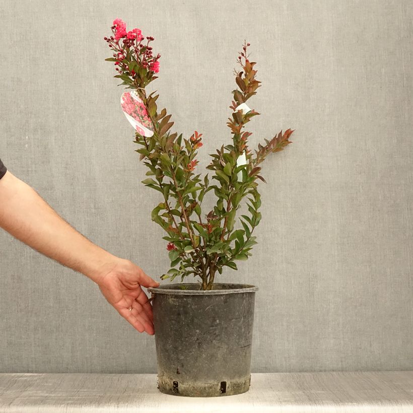 Exemplar von Chinesische Kräuselmyrte Berry Dazzle - Lagerstroemia Topf mit 7,5L/10LGelieferte Höhe ca. 20/30cm wie im Sommer geliefert