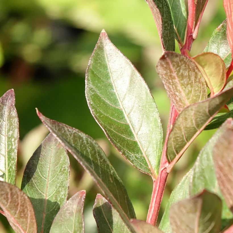 Chinesische Kräuselmyrte Berry Dazzle - Lagerstroemia (Laub)