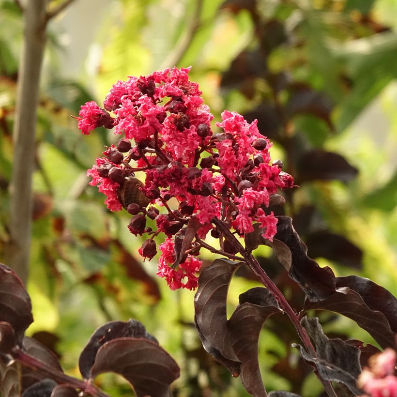 Chinesische Kräuselmyrte Black Solitaire Best Red - Lagerstroemia (Laub)