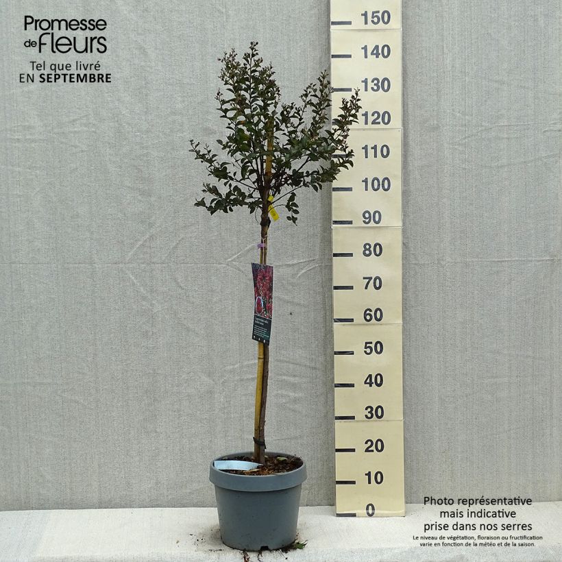 Exemplar von Lilas des Indes - Lagerstroemia indica Double Feature Demi-tige en pot de 12l/15l wie im Herbst geliefert