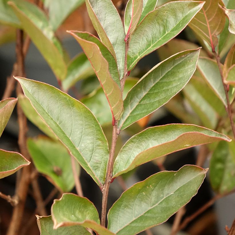 Chinesische Kräuselmyrte Enduring Lavender - Lagerstroemia (Laub)