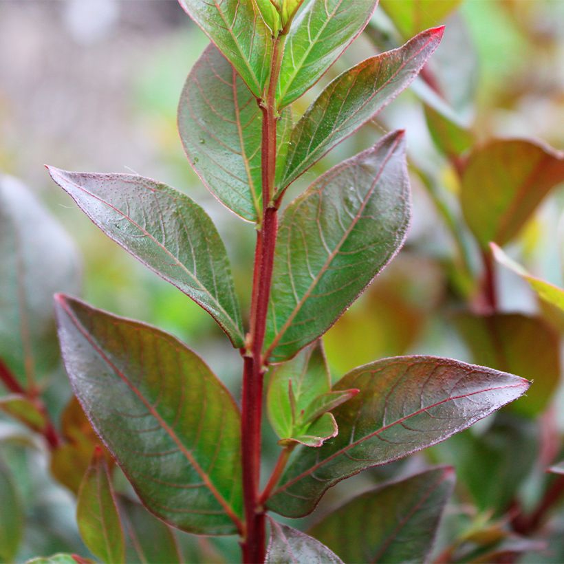 Chinesische Kräuselmyrte Enduring Red - Lagerstroemia (Laub)