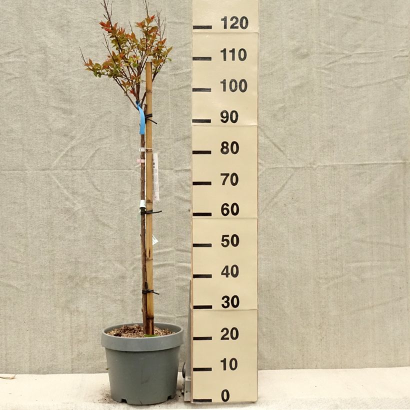 Exemplar von Chinesische Kräuselmyrte Eveline - Lagerstroemia Topf mit 7,5L/10LGelieferte Höhe ca. 125/150cm wie im Frühjahr geliefert