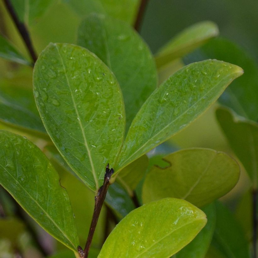 Chinesische Kräuselmyrte Kimono - Lagerstroemia (Laub)