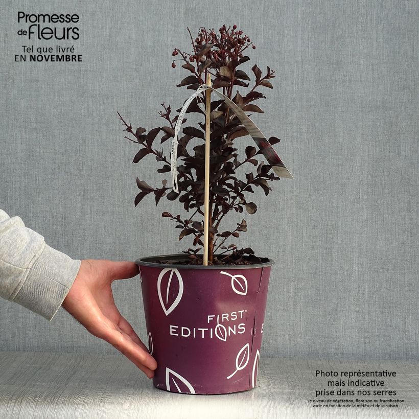 Exemplar von Lilas des Indes - Lagerstroemia indica Midnight Magic Pot de 3L/4L wie im Herbst geliefert