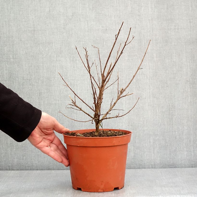 Exemplar von Chinesische Kräuselmyrte Virgin With Love - Lagerstroemia Topf mit 3L/4LGelieferte Höhe ca. 60/80cm wie im Winter geliefert