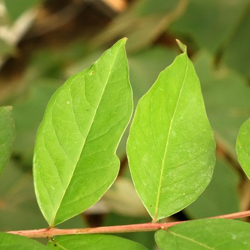 Chinesische Kräuselmyrte White Chocolate - Lagerstroemia (Laub)