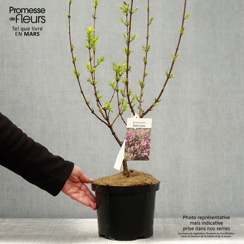 Exemplar von Chinesischer Flieder Saugeana - Syringa chinensis Topf mit 2L/3LGelieferte Höhe ca. 40/50cm wie im Frühjahr geliefert